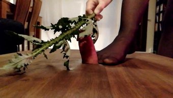 60fps Penis Ve Top Işkencesiyle Aşırı Bdsm