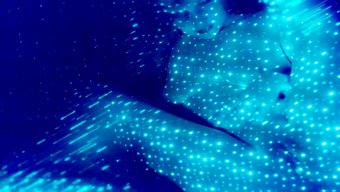 Amerikalı Patron, Seksi Sekreterinden Bir Sakso Alıyor